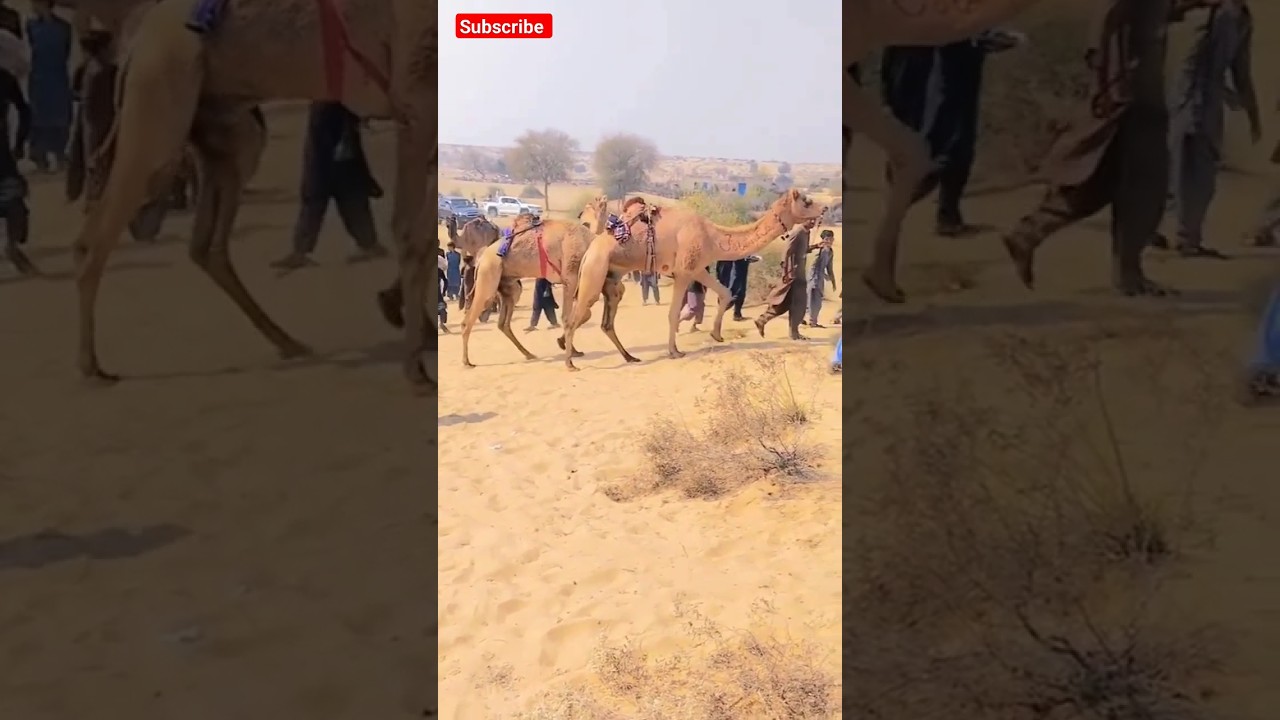 Two heavyweight camels #shorts #youtubeshorts #viralvideo