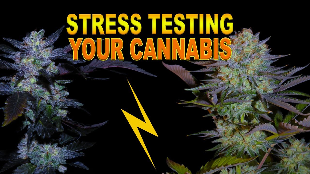 Cannabis Hermaphrodites: Stress Testing for Hermies [Pro Tips]