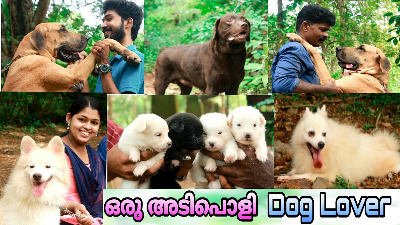Great Dane || Labrador Retriever || Pomeranian || Dog kennel kerala || Dog farm kerala