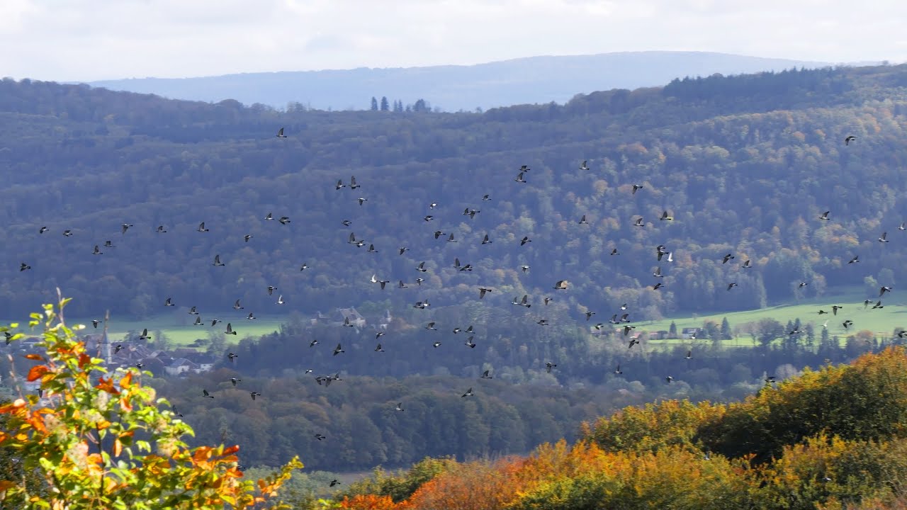 Pigeons ramiers dernière partie pour cette inoubliable migration 2024 dans le Doubs