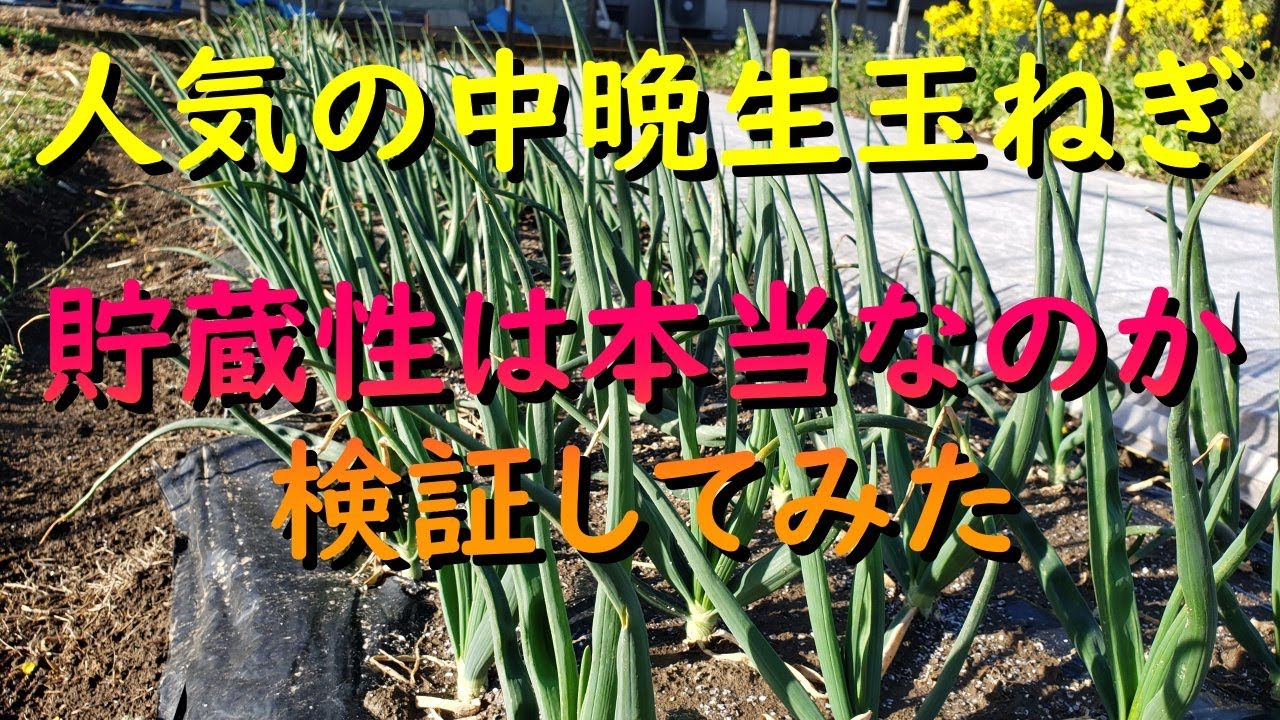人気の中晩生玉ねぎの貯蔵性は本物か検証してみます