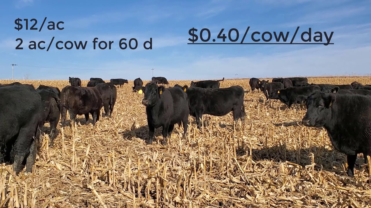 Cow Tip Tuesday Grazing Corn Residue