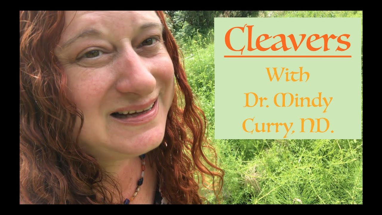Cleavers (Galium aparine) - Wildcrafting and Processing