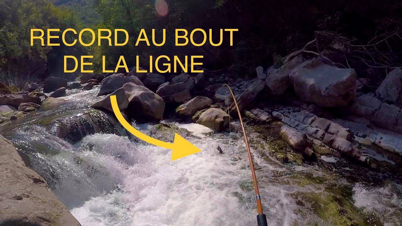 Très GROSSE TRUITE Sauvage : Fario RECORD en Direct en Petite Rivière ! Pêche No Kill
