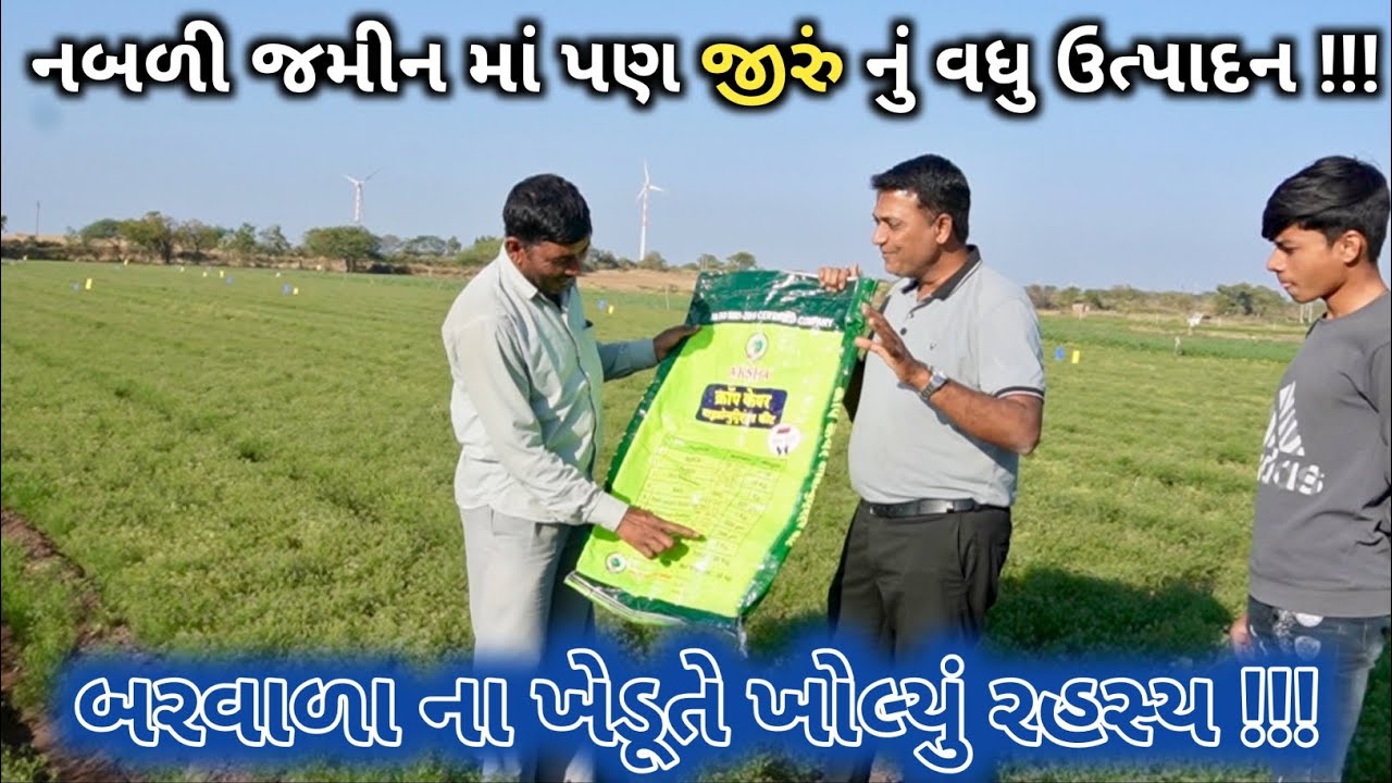 નબળી જમીન માં જીરું નું વધુ ઉત્પાદન  🌿 || 
