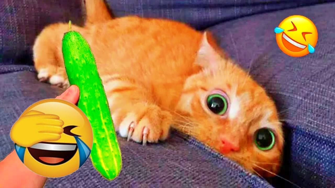 The funniest pet comedy movie of 2026 that you've ever seen 😍😻🐶