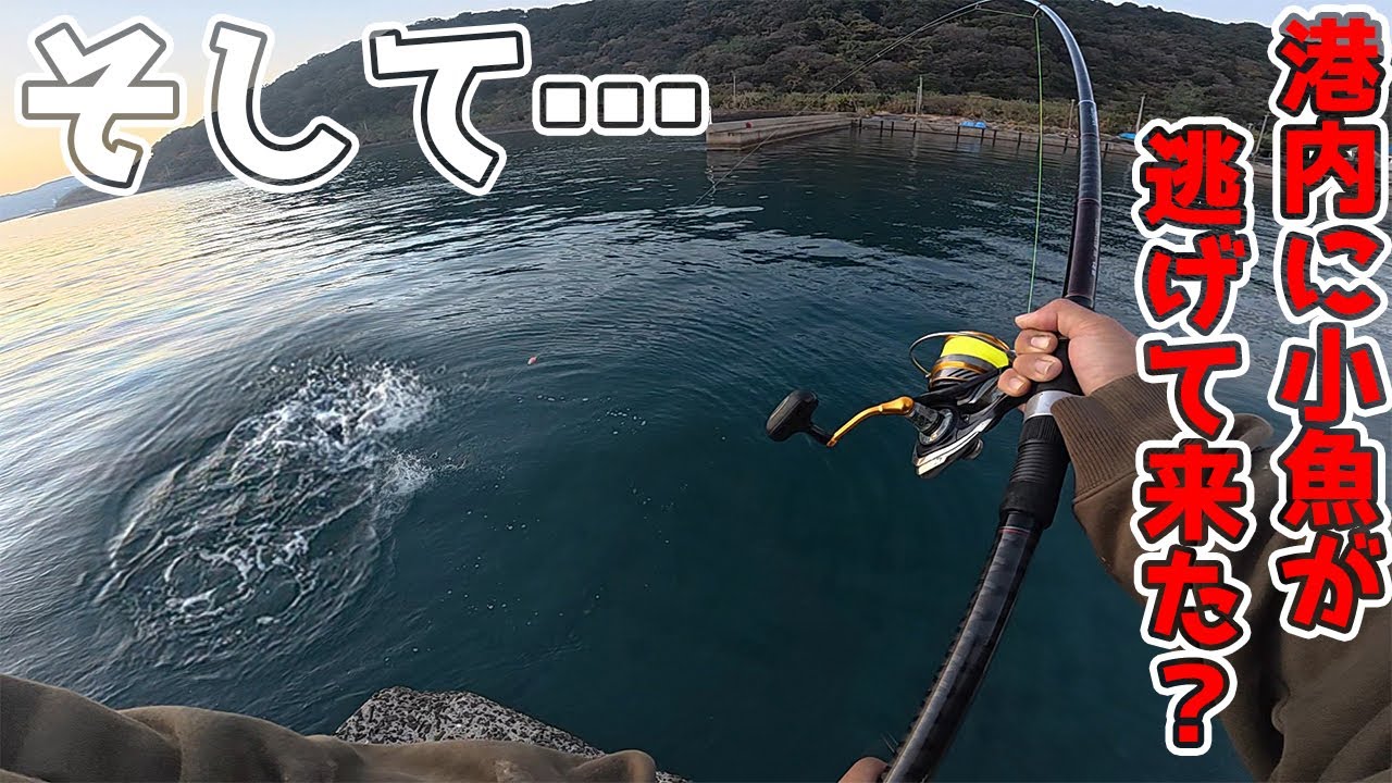いつもと違う夕方、小魚達は怯えて岸際に…大物出現
