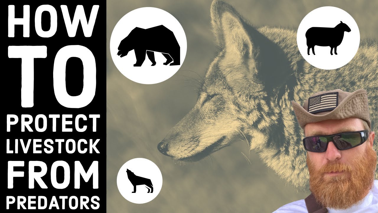 How to Protect Livestock from Predators