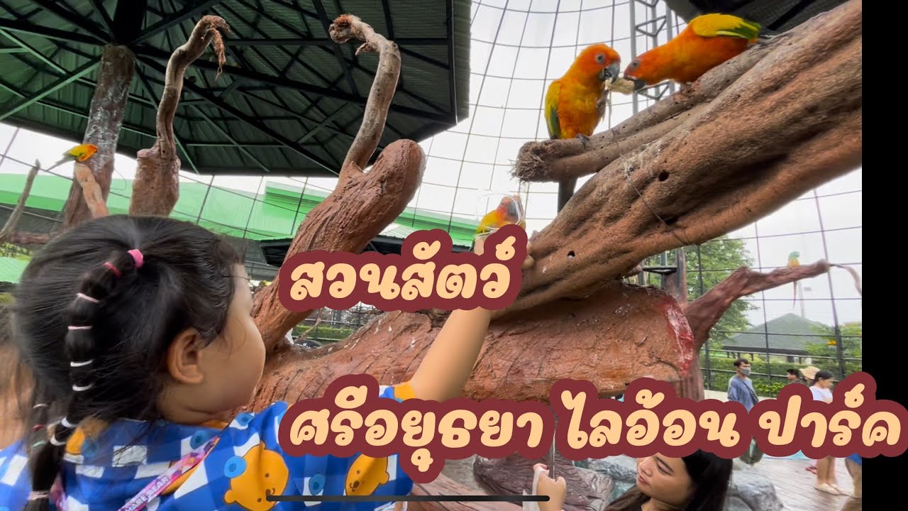 เที่ยววันหยุดยาว สวนสัตว์ ศรีอยุธยา ไลอ้อน ปาร์ค #พี่อ๊ะอายน้องอชิ