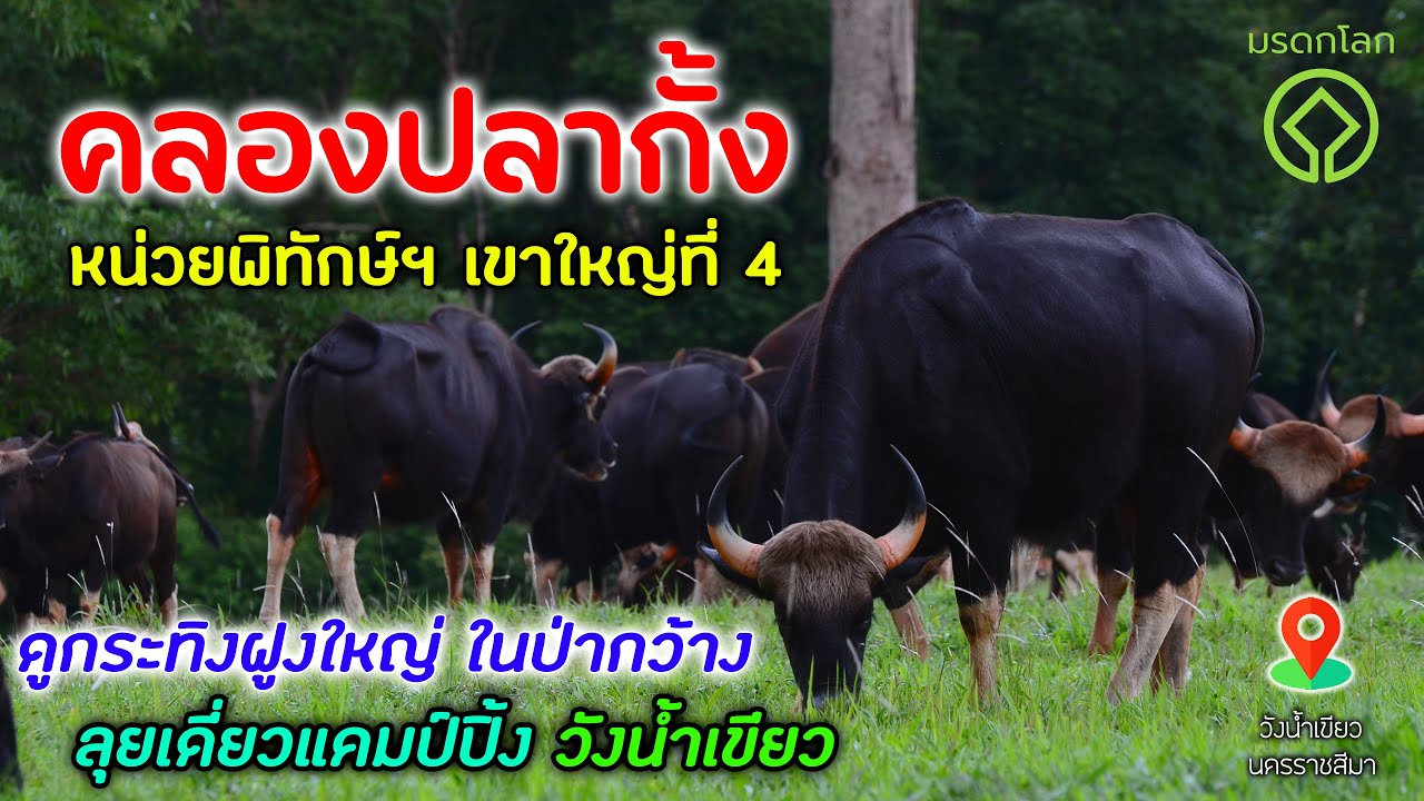ep.43/25 ดูกระทิงฝูงใหญ่ ที่คลองปลากั้ง หน่วยฯ เขาใหญ่ที่ 4 กางเต็นท์นอนคนเดียว มีฝูงกวางเดินรอบๆ