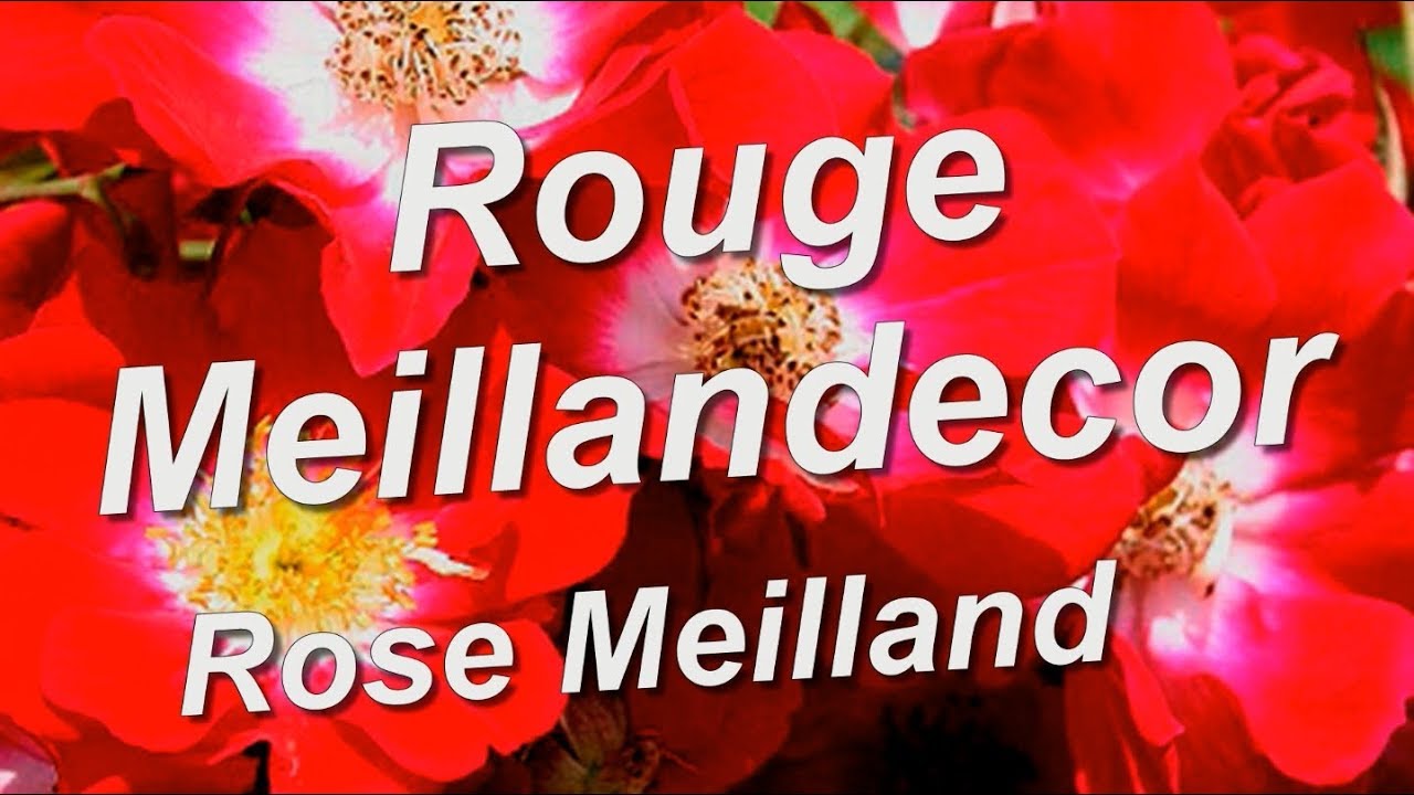 Роза Руж Меилландекор (Rouge Meillandecor) Мейяна