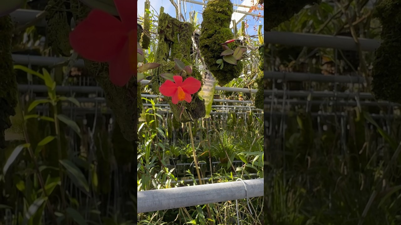 Charming red #flowers on this Sophronitis mantiqueirae! Name a more cute #orchid, I&rsquo;ll wait! #plants
