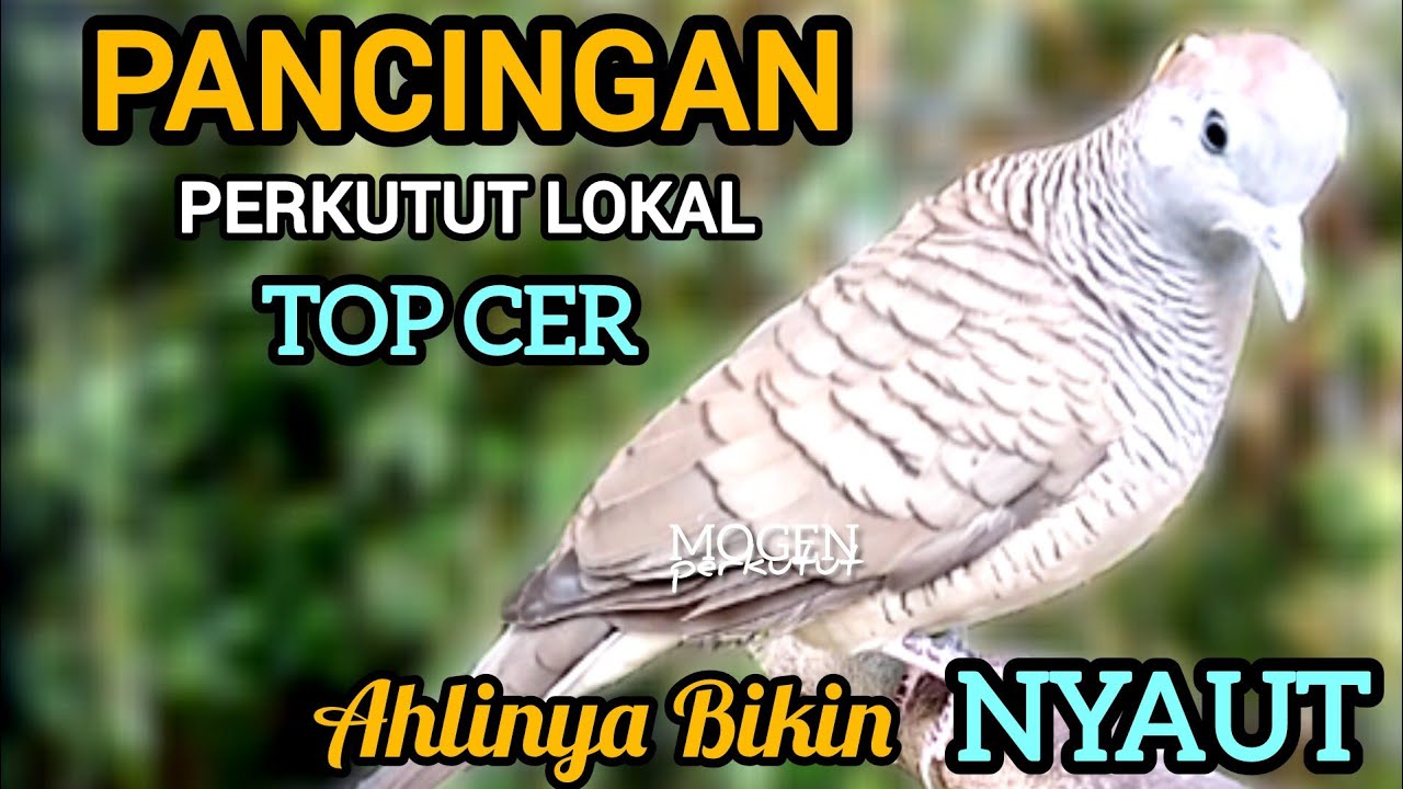 Perkutut Lokal Gacor Pancingan Super Ampuh Atasi Perkutut Malas Bunyi Langsung Nyaut Gacor 