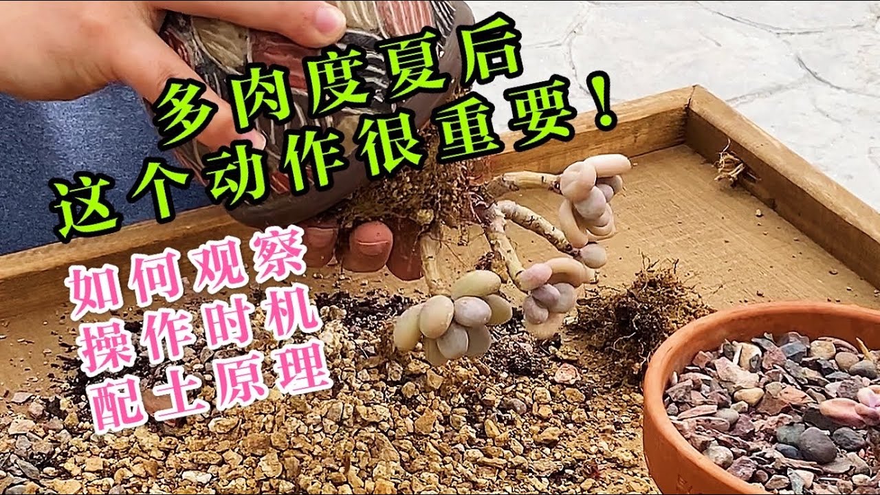 (园艺篇138）多肉度夏就是渡劫，别以为过了夏天就高枕无忧了。