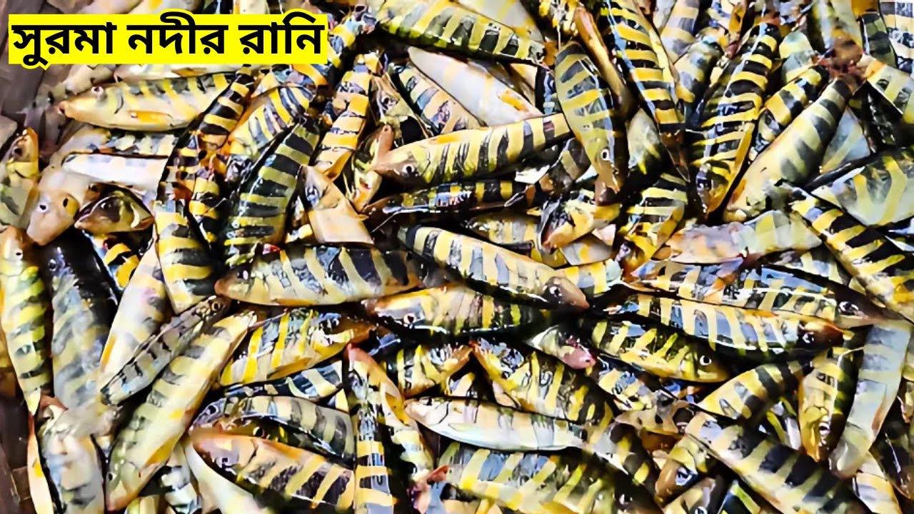 এত রানি মাছ জীবনেও দেখি নি, সিলেটের লামাকাজী আড়ৎ | Lamakazi Fish market