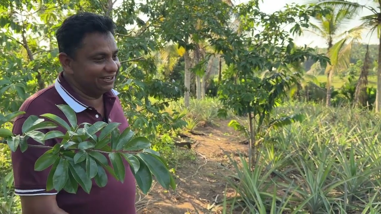 සොබාදහමේ ගොවිපළ ...