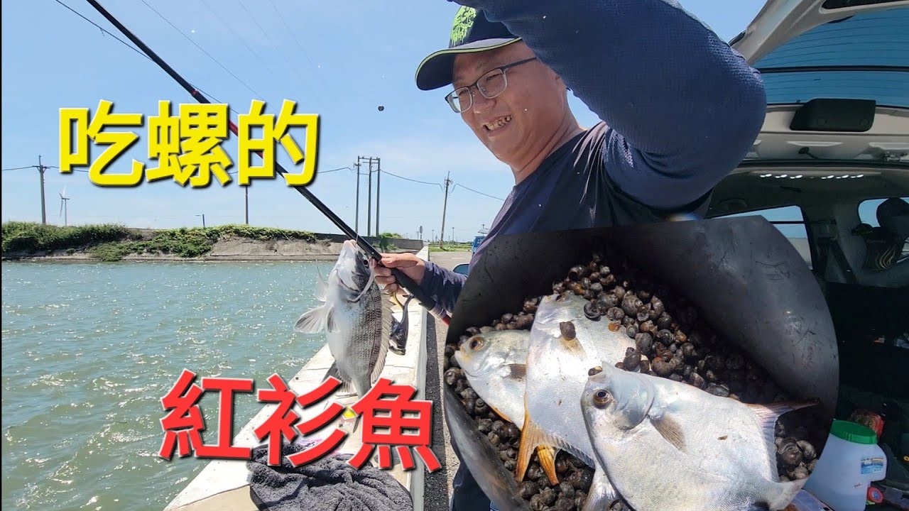 台西白橋 打破我釣魚三觀的魚，遇到吃螺的布氏鯧鰺  Fishing  台湾の釣り 낚시 câucá 爆釣 パチスロ