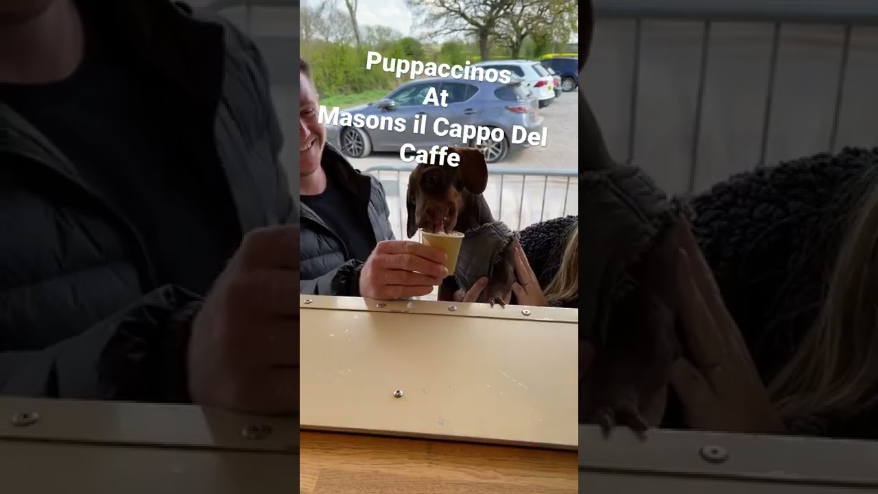Puppaccinos at Masons Il Cappo Del Caffe