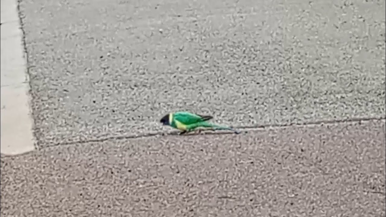 Ep.38, Parrots all around Port Lincoln, South Australia!