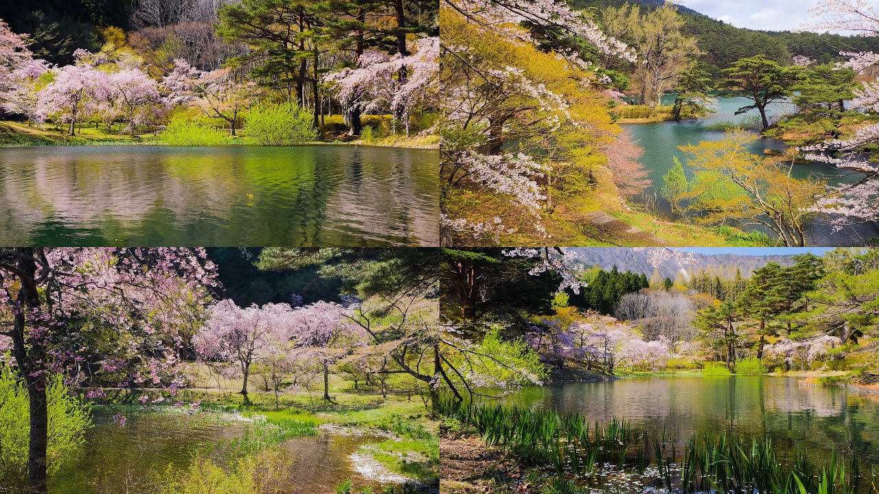 [ 4K ] 水辺の桜と新緑の絶景「半田沼」A spectacular view of cherry blossoms and fresh greenery along the waterfront