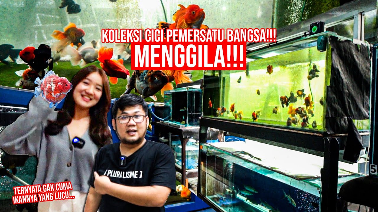 GAK NYANGKA QUEEN OF GOLDFISH!!! BANYAK IKAN PREDATOR PURBA DAN GANAS SAMPE IKAN GOLDFISH JUMBO