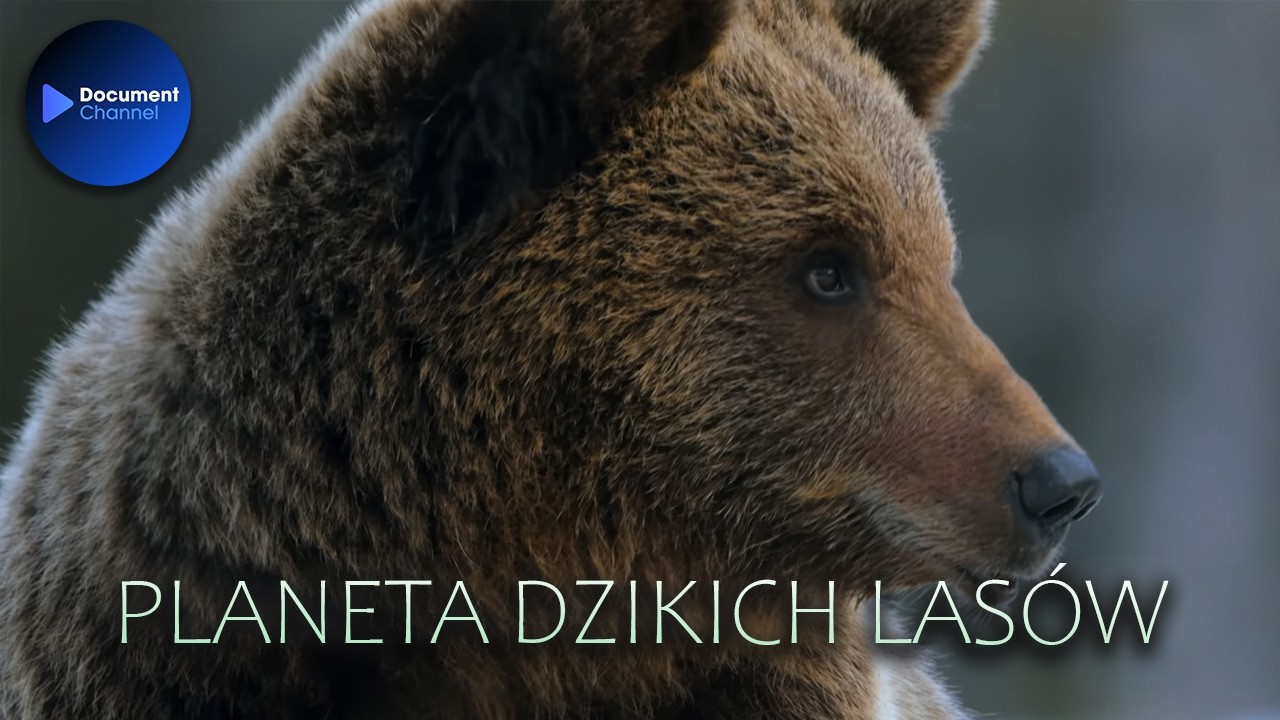 Planeta Dzikich Lasów - Niekończący się las 🌍 Film Przyrodniczy Lektor PL | Tajemnice Dzikiej Natury