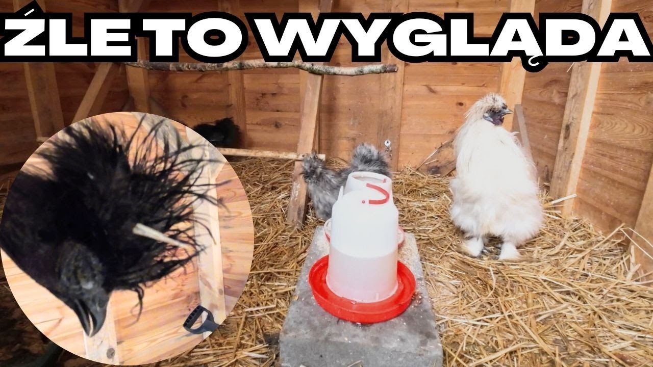 Antybiotyki i zastrzyki dla drobiu