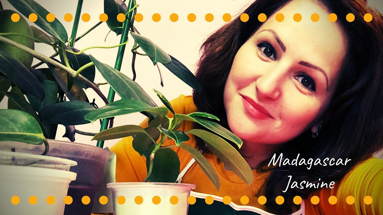 Madagascar Jasmine Propagation Through Cuttings - 4 ways | Part I