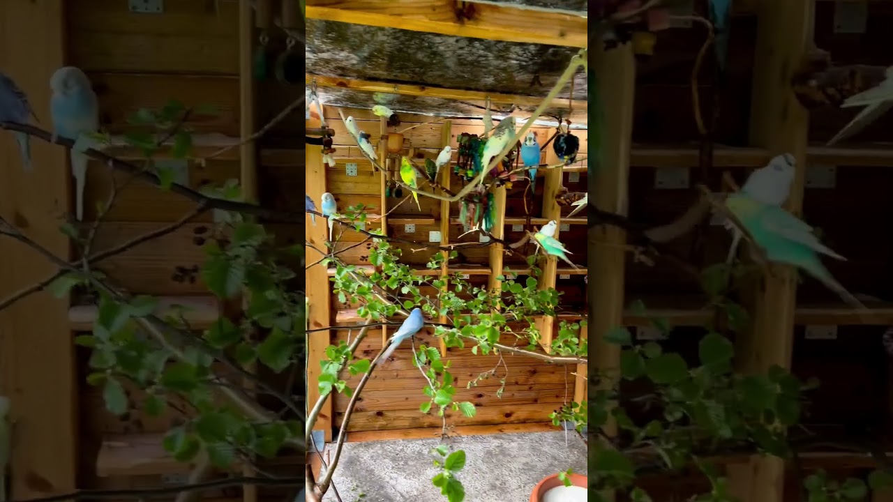 Real World Heaven For Humans | Birds Aviary | Birds Park House @congonatural