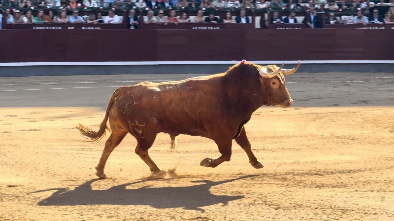 Salida 1&ordm; toro de JUAN PEDRO DOMECQ: 