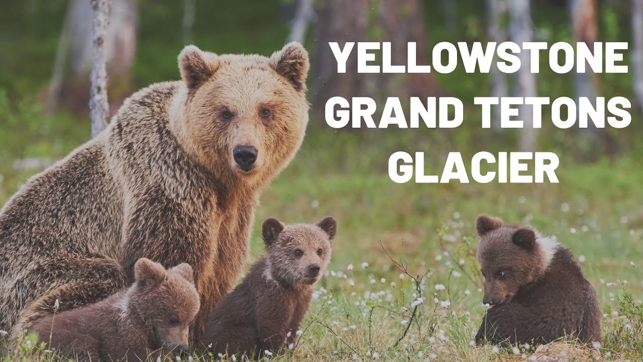 Yellowstone, Grand Tetons and Glacier National Park Tour