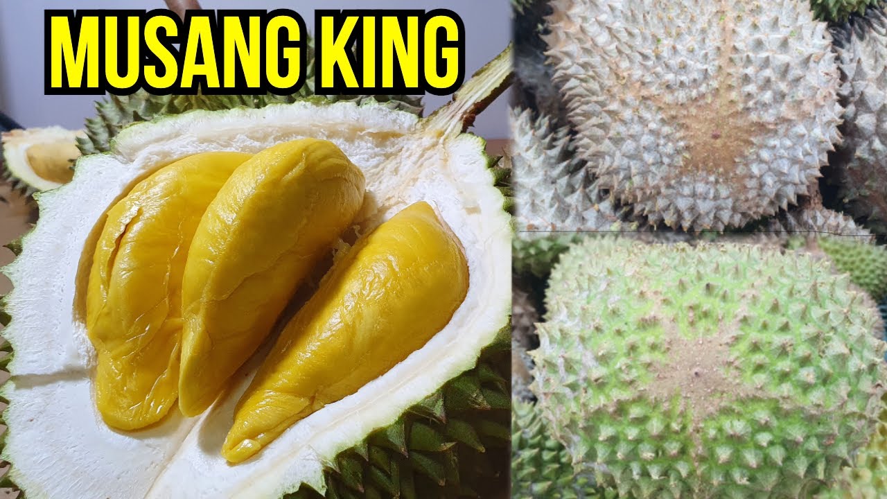 Green or Brown Musang King Durian Which Is Better? [4K - UHD]
