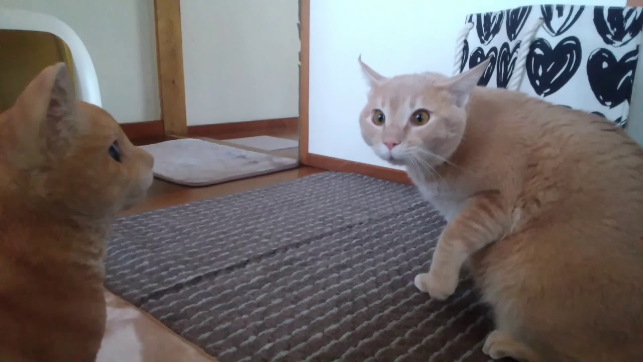 驚きすぎて腰を抜かす猫シナモン
