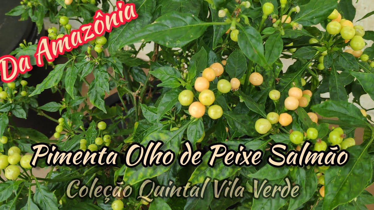 Pimenta 60 - Olho de Peixe Salmão - Ardida e Saborosa. Coleção de Pimentas do Quintal Vila Verde.