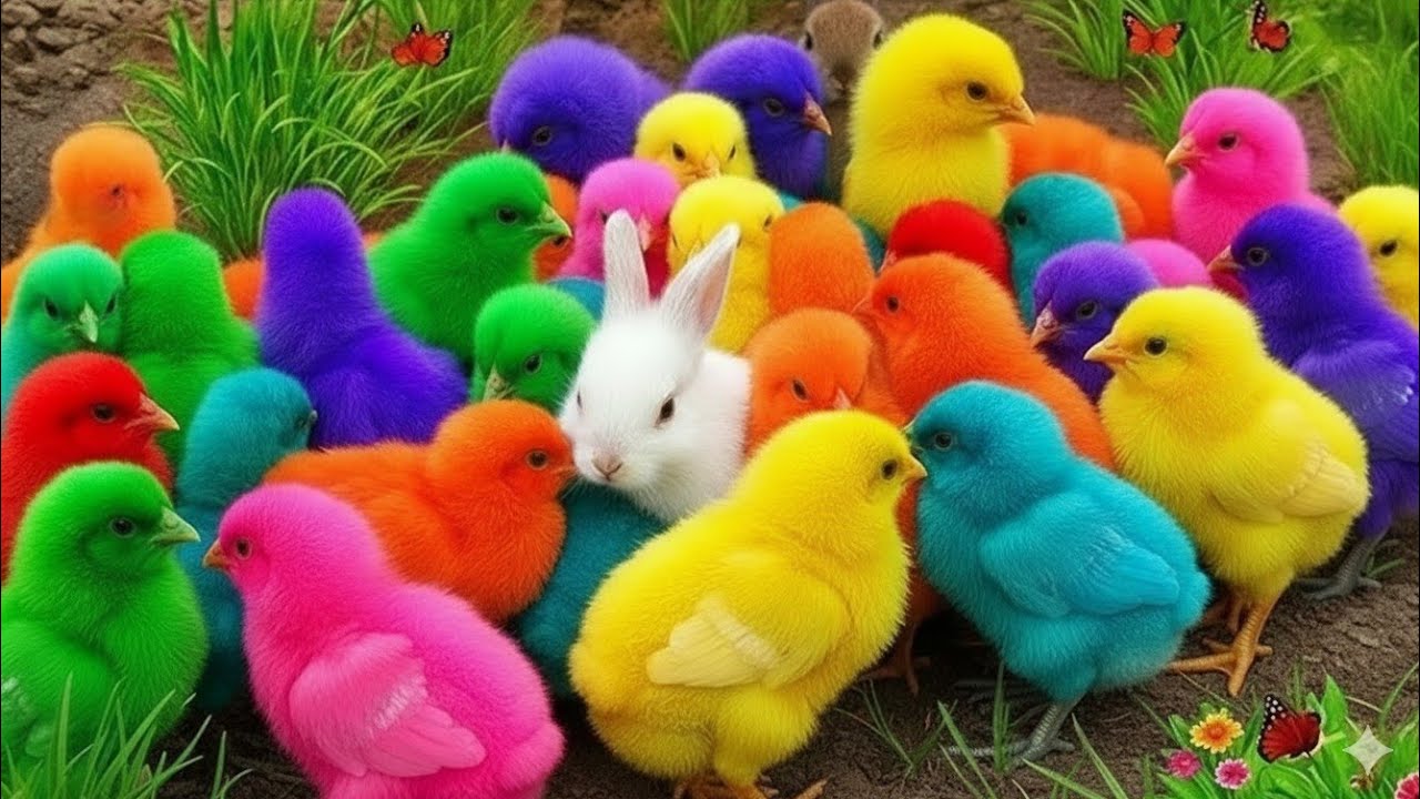 Tangkap Ayam Lucu, ayam warna warni, ayam rainbow, kelinci lucu, bebek lucu, ikan koi, Hewan Lucu