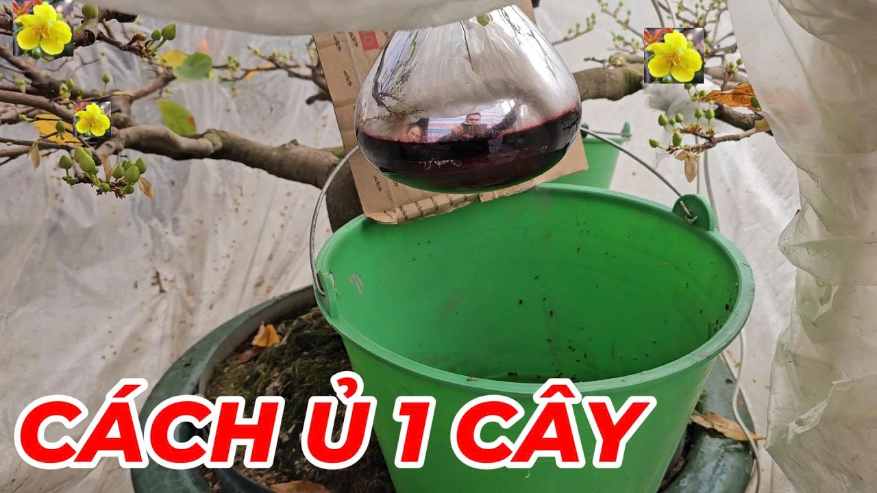 🔴 QBS25755 -  HƯỚNG DẪN Ủ NHIỆT CHO 1 CÂY MAI VÀNG MIỀN BẮC | CÁCH Ủ 1 NHIỆT 1 CÂY MAI VÀNG MIỀN BẮC
