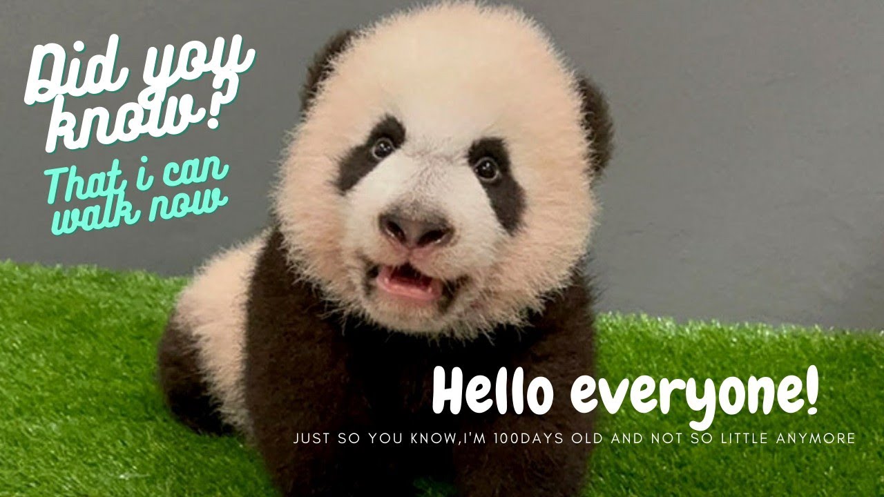 GIANT BABY PANDA SINGAPORE MILESTONE AS HE TURNS 100 DAYS OLD