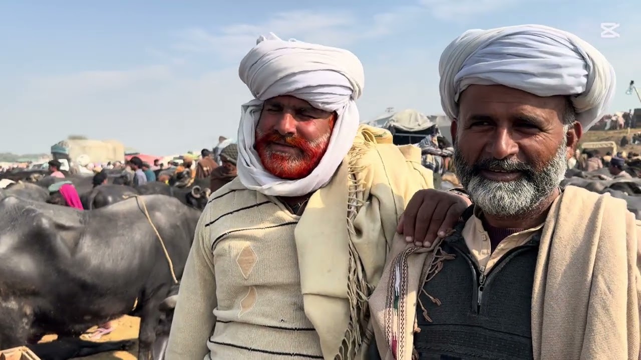 Today pull qambar Mandi Latest update | Buffalo Fresh rates update 2026 | Buffalo Mandi 2026 #pull