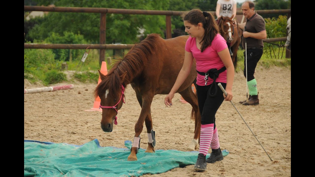 Spectacle d'Ethologie/Equifeel 19-06-16