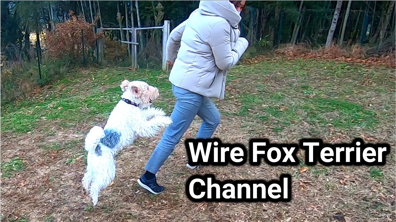 Can you keep up with the speed of a wire fox terrier?