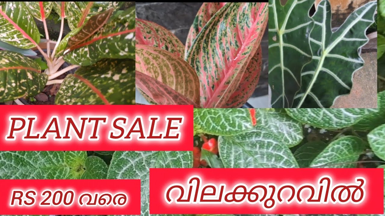 WhatsApp 9910647763 #youtube #plantsale #salemalayalam 