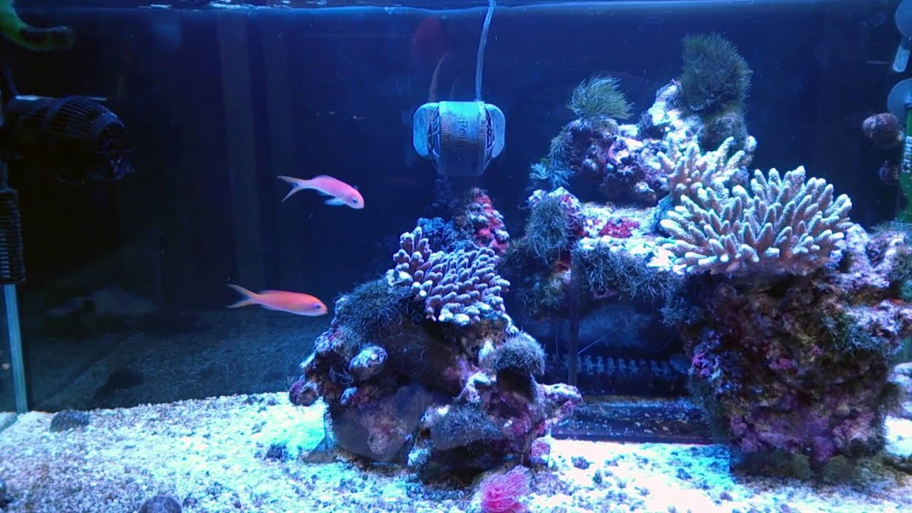 ポッキー水族館/半成魚イナズマヤッコ