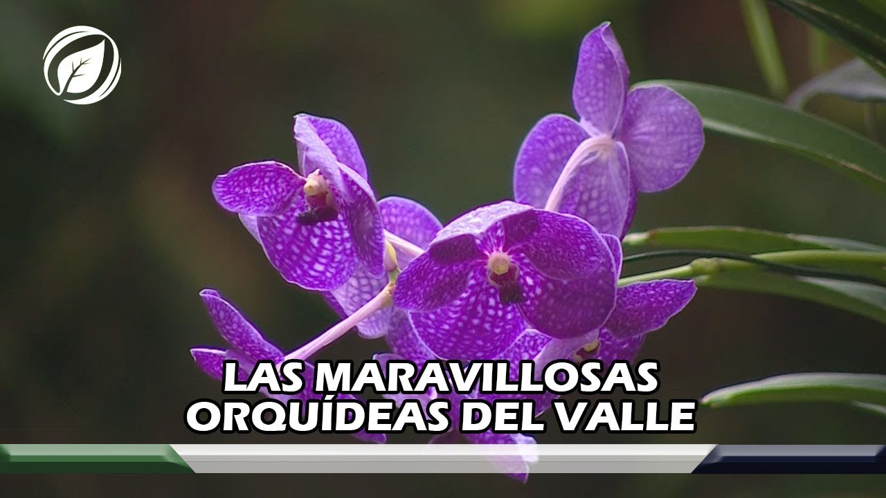 Las maravillosas orqu&iacute;deas del Valle