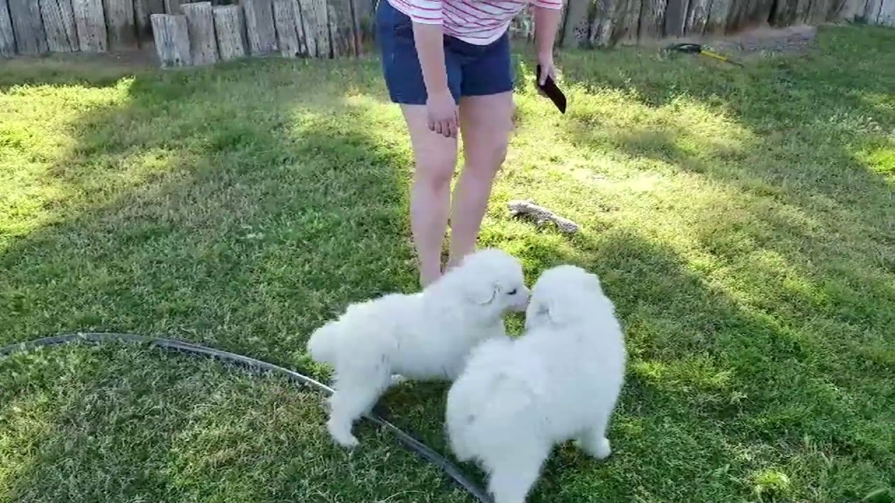 ViaGen Pets - client video