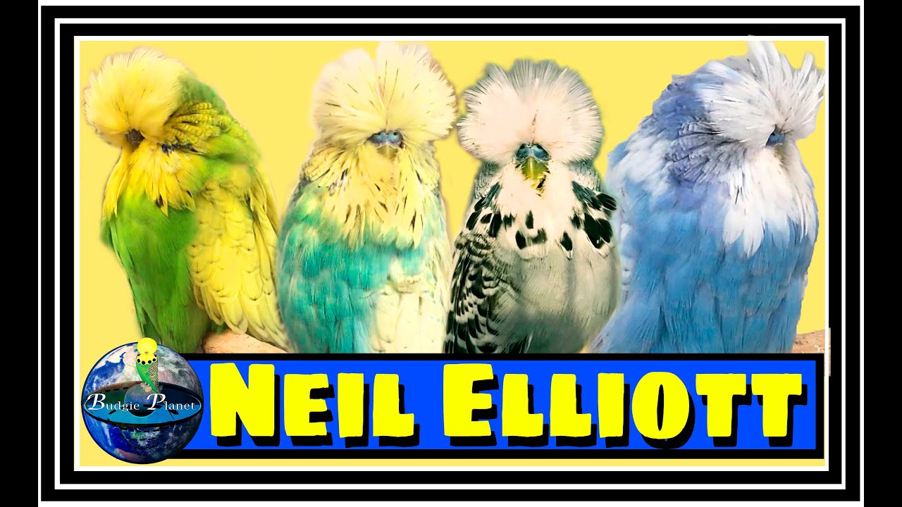 The aviary visit to Neil Elliot Birds! Budgie Planet 2020. SHOW BUDGIES!