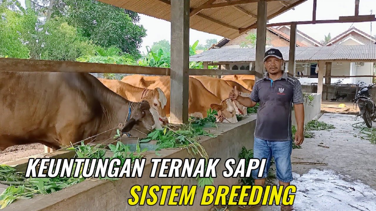 Konsep Breeding Sapi Yang Menguntungkan Ala Pak Riyadi
