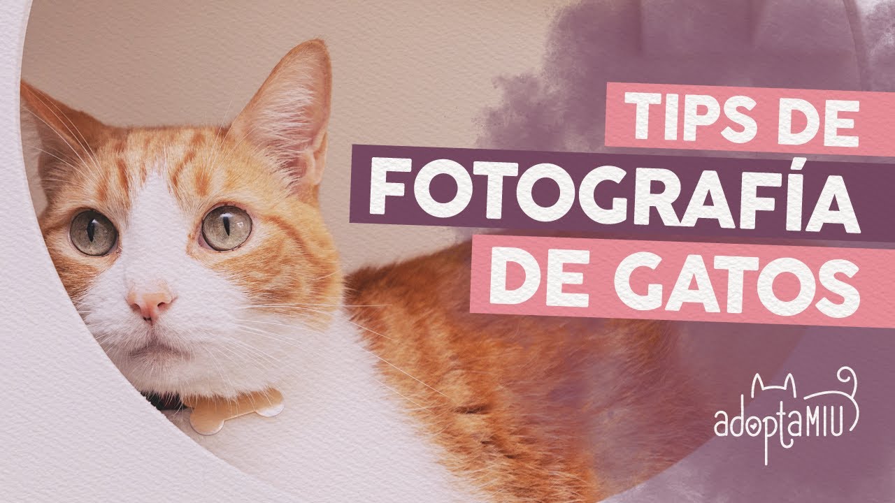 Tips Para Tomarle Mejores Fotos A Gatitos