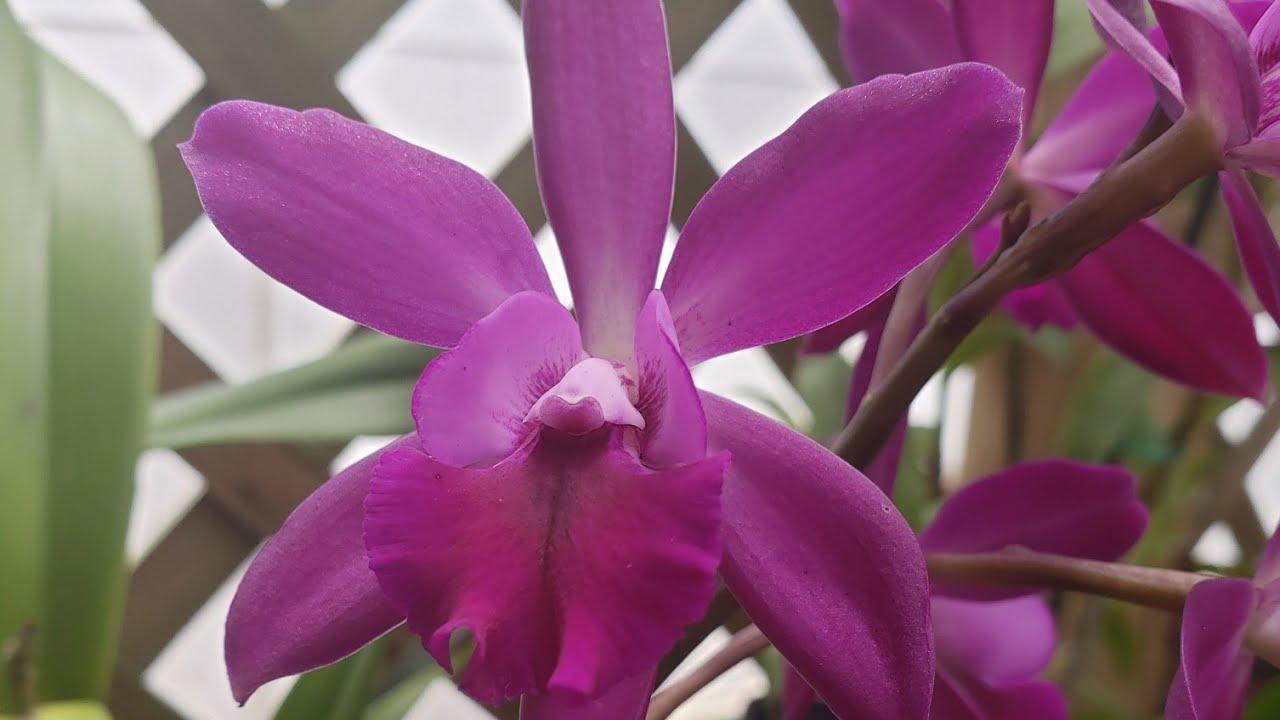 ORCHID GARDEN TOUR