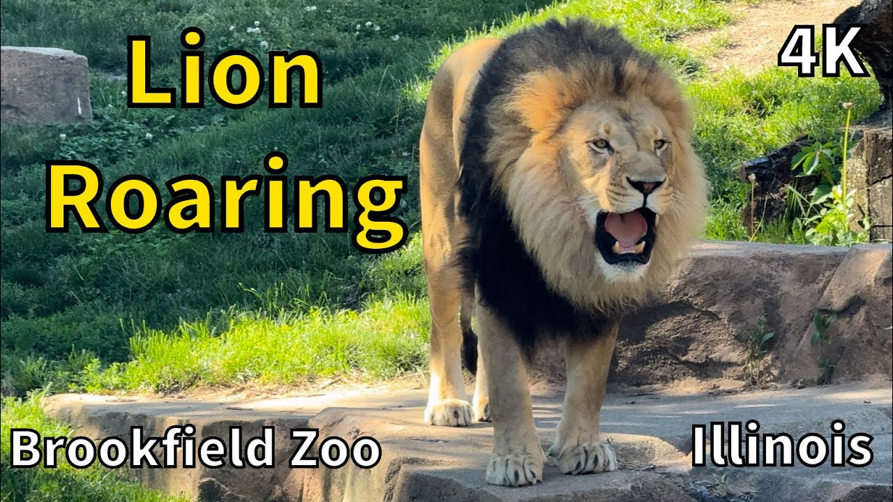 Lion Roaring at Brookfield Zoo - Brookfield, Illinois - USA [4K]