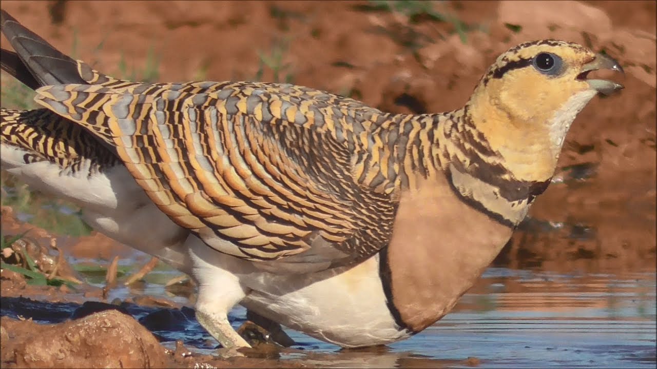 Ganga ibérica (Pterocles alchata) Pin-tailed Sandgrouse